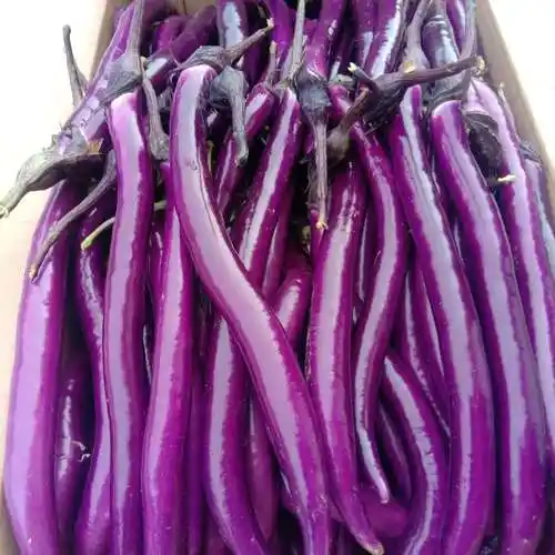 新鲜现摘紫茄子细长茄子线茄子软糯滑杭茄瓜可以做蒸茄子时令蔬菜