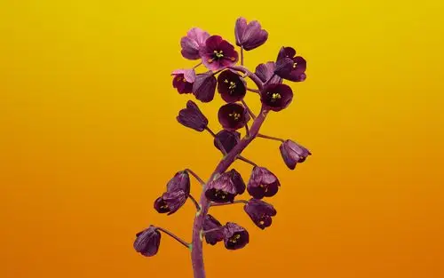 20张全新提取自iphone8与ios11内置自带壁纸