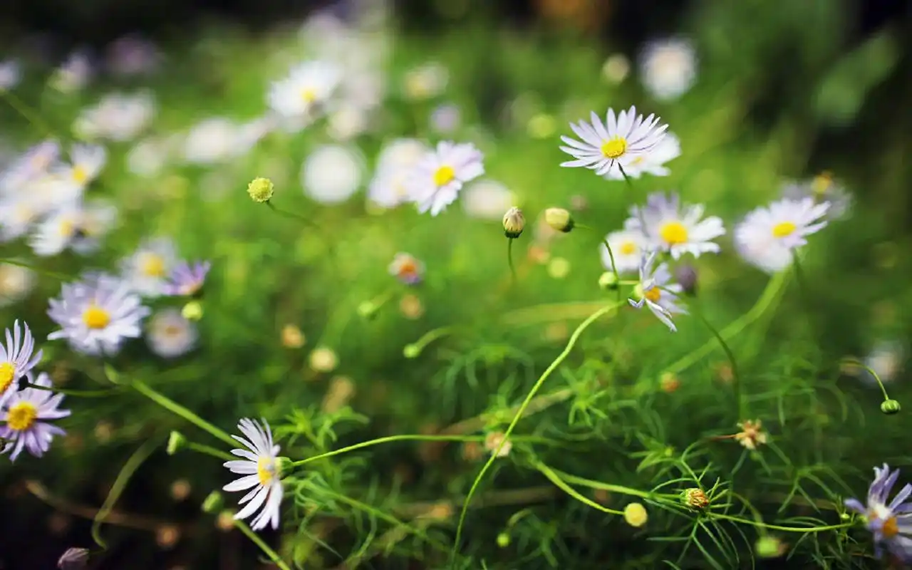 超清护眼花卉摄影图片电脑壁纸_植物壁纸_壁纸下载_美桌网