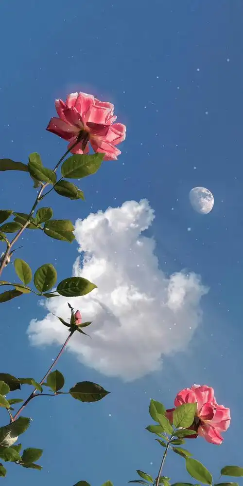壁纸 花 桌面 812_1620 竖版 竖屏 手机