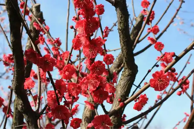 林城梅农大胆尝试,走出了一条在老梅桩上嫁接红梅,青梅树上开红梅的