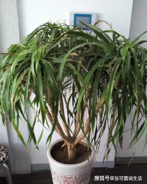 一,龙须树叶子发黄干枯的原因1,光照原因这也是很多