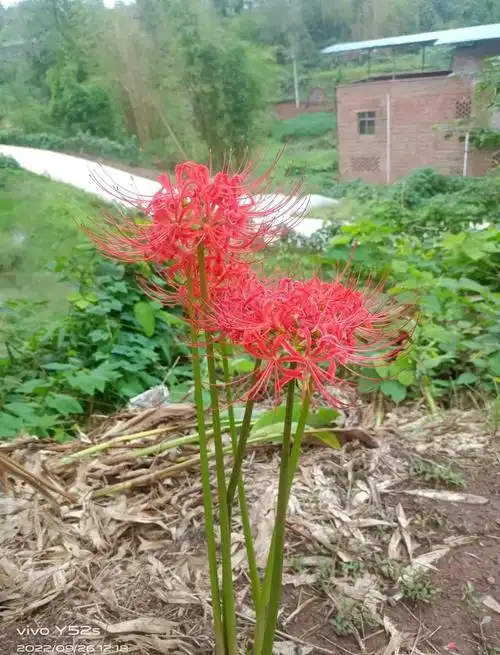 彼岸花:永恒的悲伤与绝望之爱