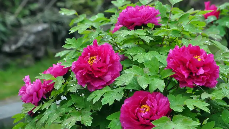 花中之王牡丹花高清宽屏桌面壁纸高清大图预览1920x1080_植物壁纸下载