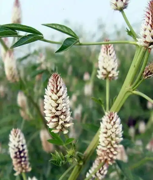 【养生】每天认识一味中药——甘草