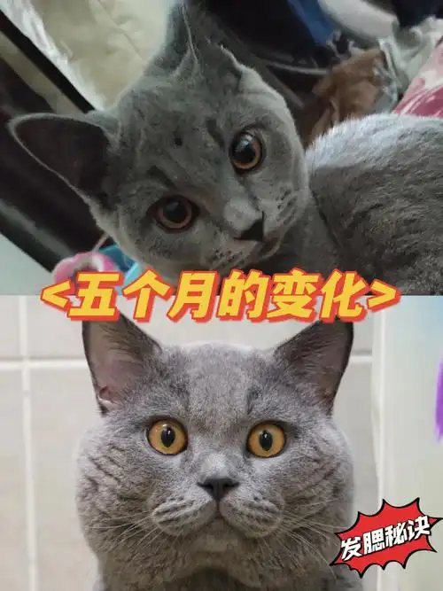 猫咪发腮估计是很多铲屎官遇到的难题75吨吨刚到家里时又瘦又小且