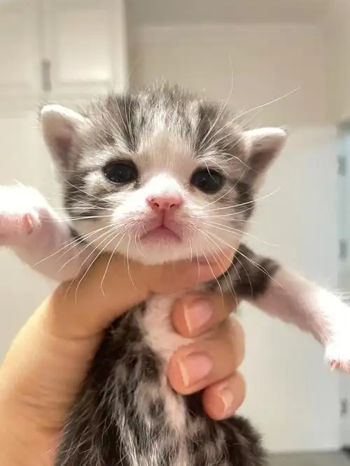 谁看谁迷糊美国短毛猫