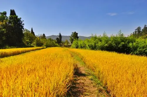 最美的色彩丰收的景象