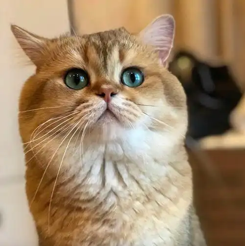 吸猫大会:英短金渐层jimmy