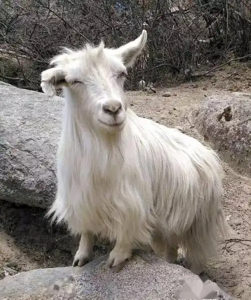 一只羊被杀前先是笑了一阵然后又哭了