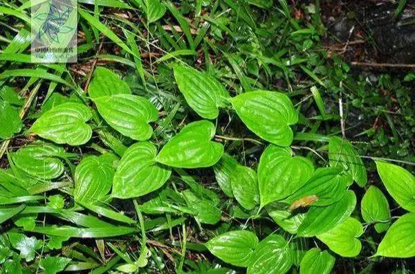 【药用部位】百部科植物直立百部,蔓生百部或对叶百部的干燥块根.