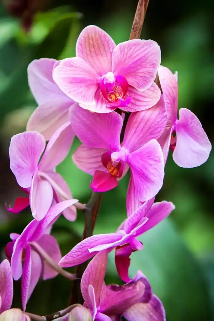 兰花,紫兰花花园与黑色的背景上