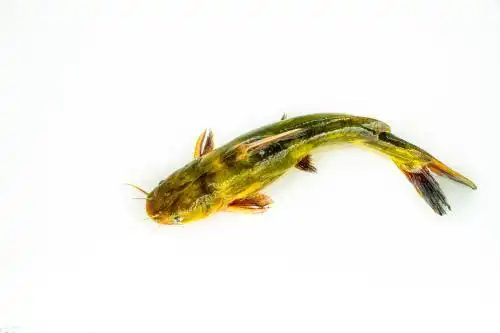 昂刺鱼特写 海鲜 河鲜