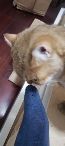 闻闻麻麻的臭脚