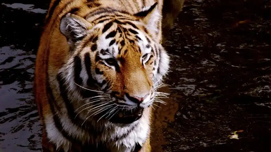 萌宠老虎 相关壁纸