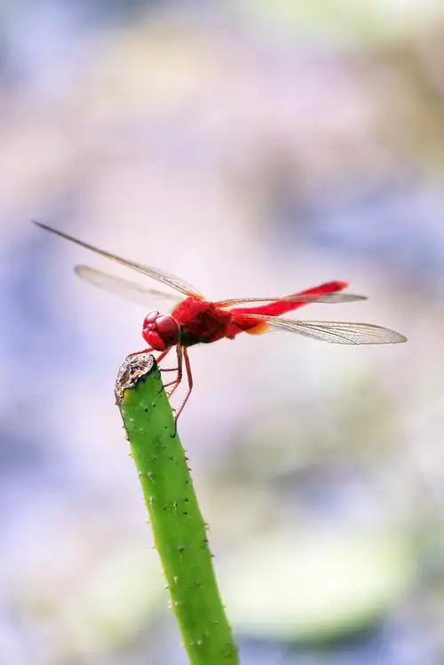 红蜻蜓