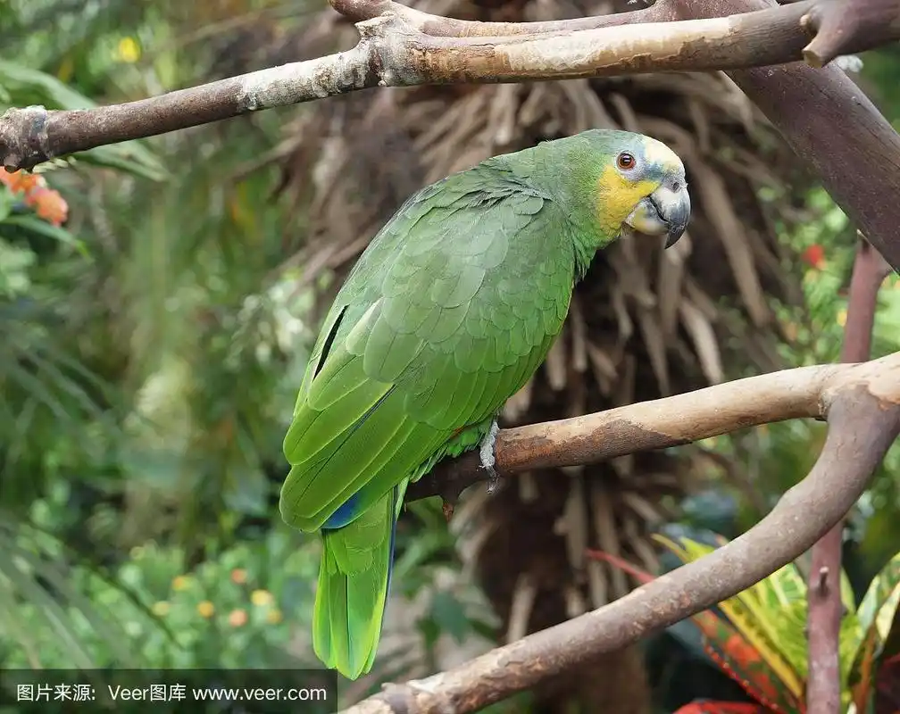 绿鹦鹉