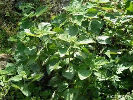 苎麻:世界的"纤维之王"我们的我们的"中国草"