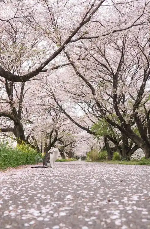 不是落花不好看而是你不会拍