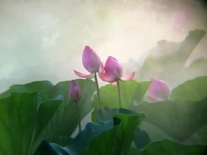 仙境荷花 - 美篇