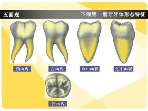 下颌第一磨牙牙体形态简述