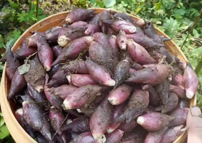 菜市场很少见的6种蔬菜吃过3种以上的是吃货