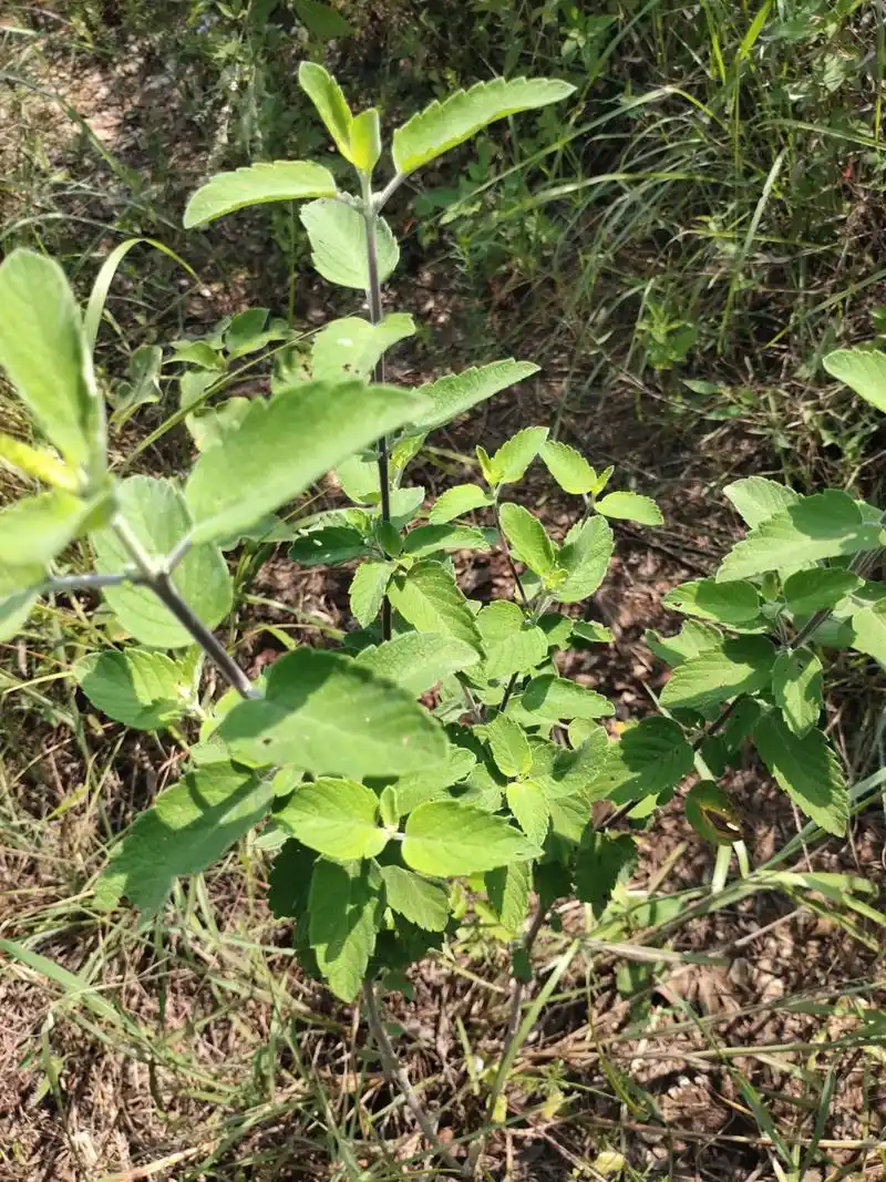 中草药 #药用植物 #植物科普 #采药人 兰香草 - 抖音