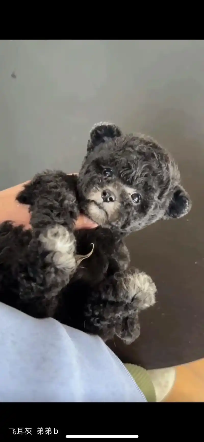 飞儿小比熊#泰迪93 #灰泰迪 - 抖音