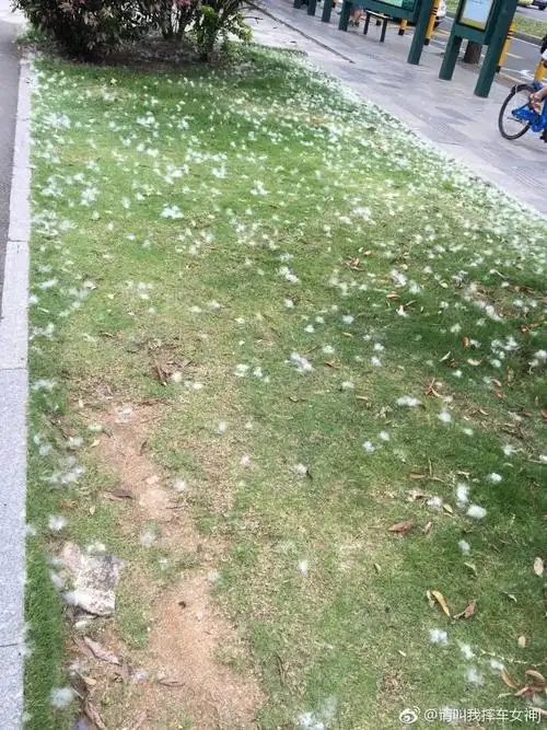 倘佯在深圳的马路上, 总能看到木棉花絮如蒲公英般满地飞舞.