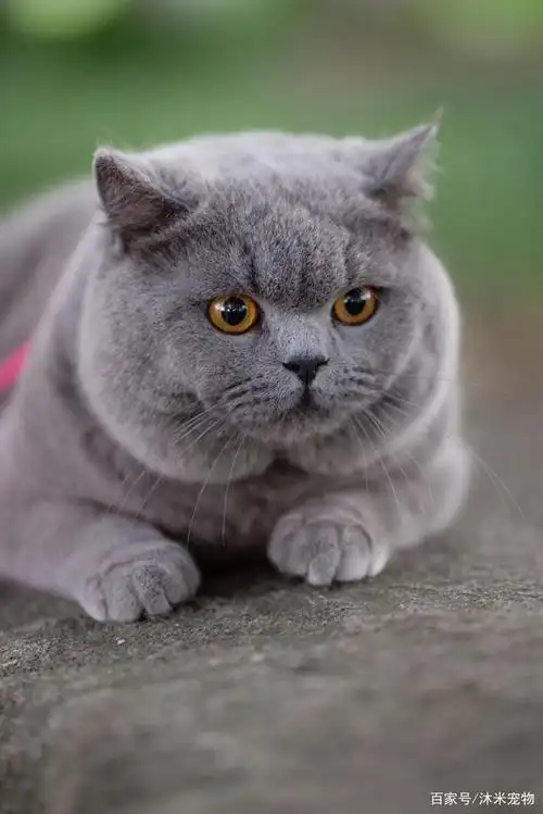 上万元的英短蓝猫你见过吗?