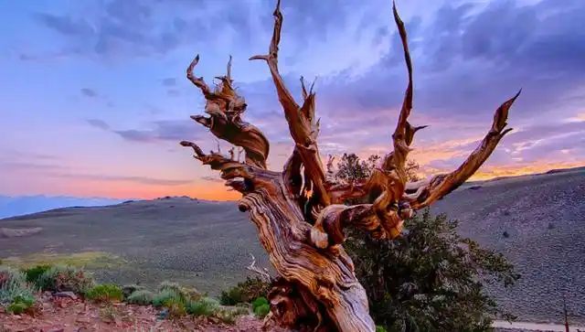地球上现存最古老的 10 棵树