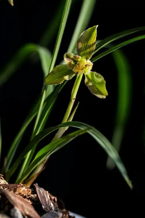 贵州野生兰花珍稀品种(春兰)