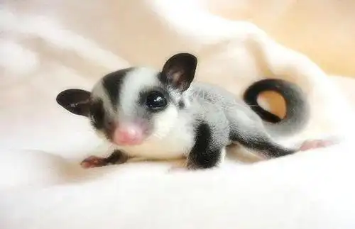 蜜袋鼯为什么会自残 蜜袋鼯到底是养一只还是一对呢