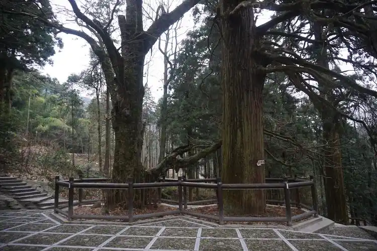 【携程攻略】庐山风景区三宝树适合朋友出游旅游吗,三宝树朋友出游