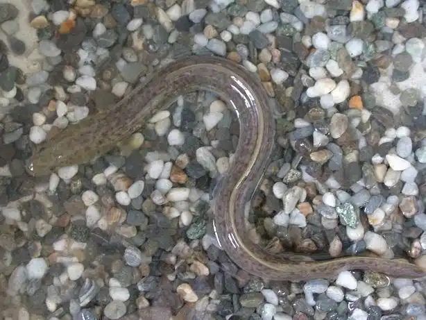 福建花鳗鱼苗黑花鳗鱼养殖黑花鳗价格