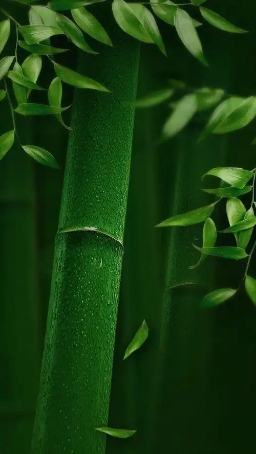 分享随手拍的护眼壁纸