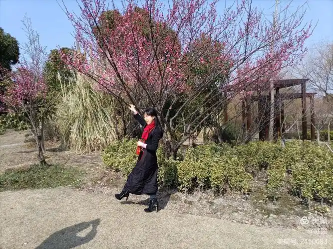 港城公园拍梅花偶遇广场舞阿姨!