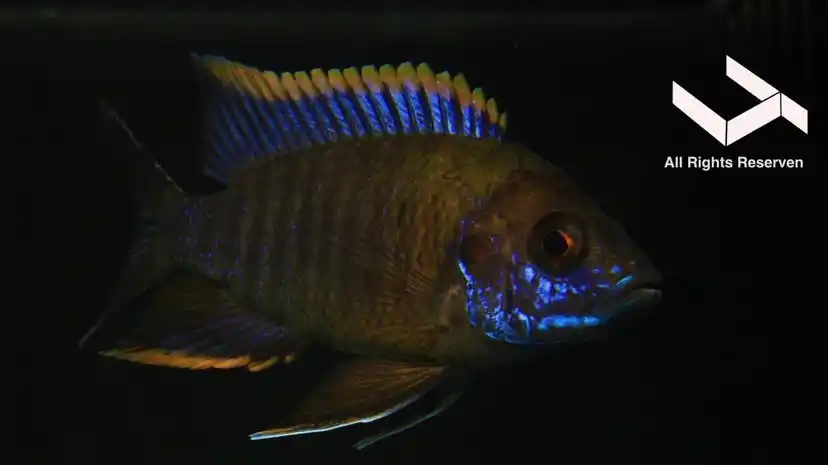 定格的三湖慈鲷马湖卢旺达孔雀