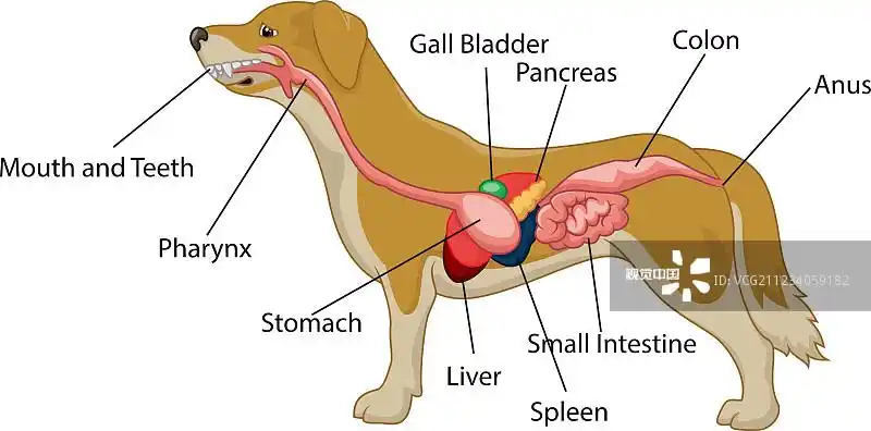 狗解剖消化系统卡通
