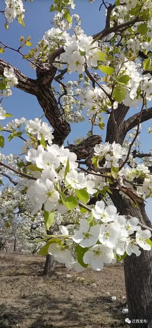 东莲花院镇千亩梨花绽放在最美人间四月天