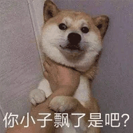 萌宠狗狗狗汪星人你小子飘了gif动图_动态图_表情包下载_soogif