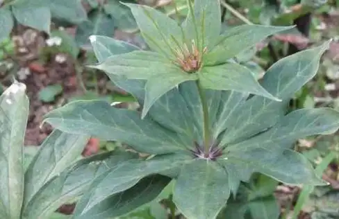 如果农民朋友们能成批地把这九重楼拿走,也许他们也能赚很多钱,这样