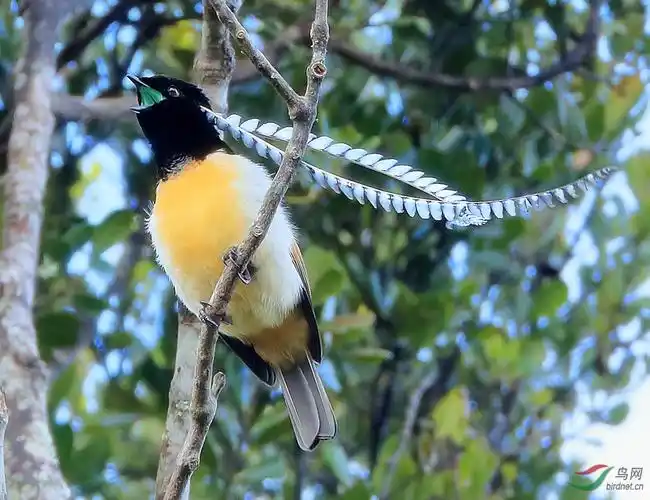 走地狱路,拍天堂鸟——新几内亚岛拍鸟记事