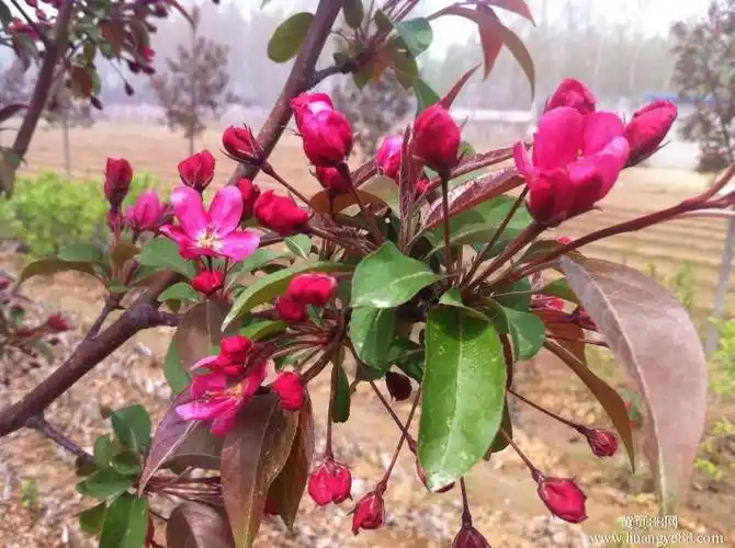 【皇家雨点海棠】北美海棠系列@山东繁育基地凯尔斯海棠,族海棠,皇家