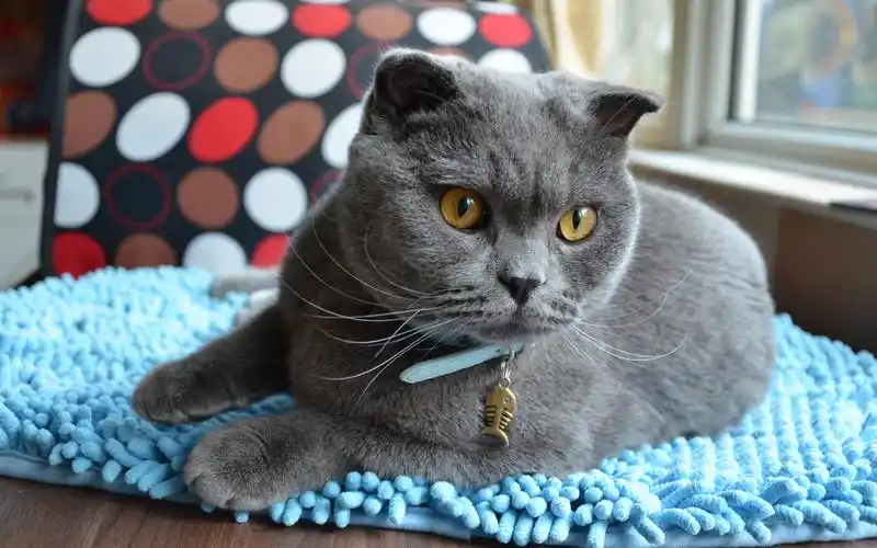 英短大灰壁纸图片