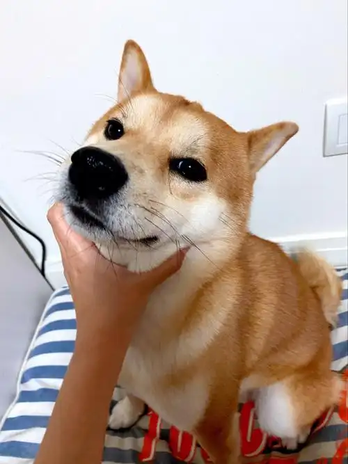 小狗到底会不会哭倔强柴犬