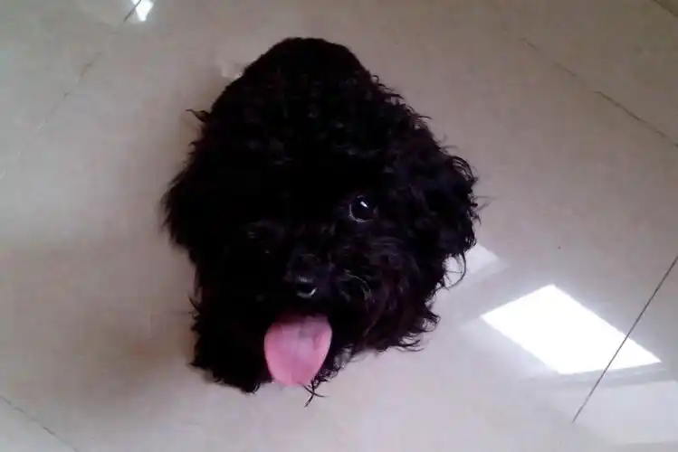 望有喜欢的真心收养,狗狗非常聪明,动作教几次就会,纯种泰迪,是边上