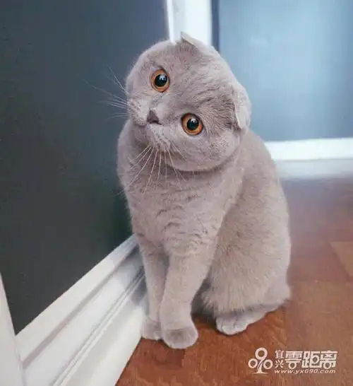 每日萌宠歪头杀简直太可爱啦