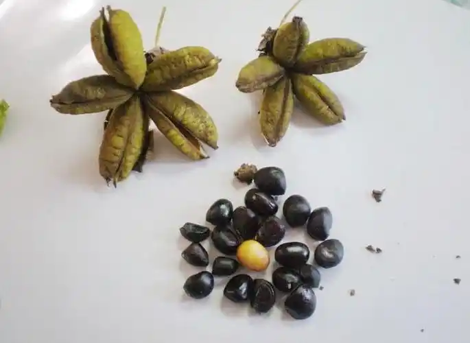 牡丹花种子种植方法(牡丹花种子种植方法全过程)