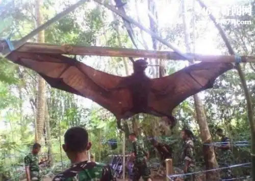 世界上最凶残的蝙蝠猪脸大蝙蝠嗜血成性